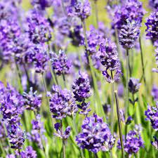 Dwarf Lavender Plants Lavandula Angustifolia Little Lady