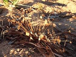 Image result for Bulbostylis scabricaulis