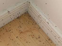 Got a photo of a bug you'd like identified? Here S Why Clusters Of These Tiny Bugs Are All Around Tucson Right Now Local News Tucson Com