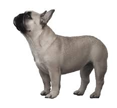 Pin On Dogs Png