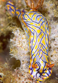 De Otro Mundo Sea Slug Beautiful Sea Creatures Deep Sea Creatures