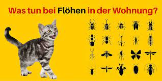 flohe in der wohnung effektive hausmittel gegen flohe flohe in der wohnung flohe flohmittel fur katzen