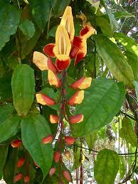 Thunbergia Mysorensis Acanthaceae Flowering Vines Plant Leaves Vines