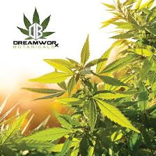 Providing fresh flowers, greens, and floral supplies to the industry since 1962. Cbd Flower Prices Poteau The Benefits And Dreamworx Offerings