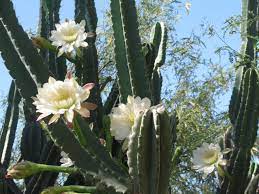 Arizona desert blooms in springtime. Queen Of The Night The Night Blooming Cereus The Ranch