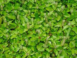 Image result for Nelsonia canescens