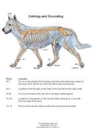 Pin On Animal Acupressure