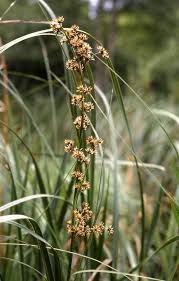 Image result for Cladium mariscus