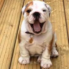 Accesorios Para Tus Mascotas Soloencostco Mascotas Pinterest