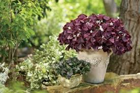 Gorgeous variegated leaves are set off by the small yellow blooms. Oxalis A Great Plant Indoors And Out Csmonitor Com