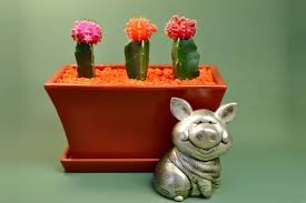Ver más ideas sobre cactus pintados en piedras, pintura en piedras, piedras pintadas a mano. Como Pintar Piedras Y Simular Cactus