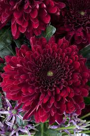 Deep Rich Red Chrysanthemum Language Of Flowers Beautiful Flowers Birth Flowers
