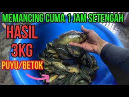 Pemberian makanan perlu dilakukan dua atau tiga kali sehari agar tetap sehat. Ikan Puyu Suka Makan Umpan Youtube