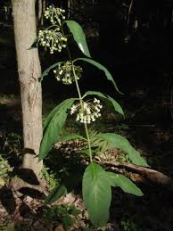 Image result for Asclepias buchwaldii