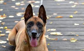 L'association handi'chien, qui entraîne des chiens d'assistance, a mis en évidence certains cas où l'ajout d'un robot serait profitable à l'interaction entre le maitre et le chien. Top 10 Des Chiens De Garde