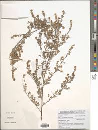 Image result for Indigofera pulchra
