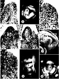 Image result for Marantochloa purpurea