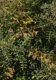 Image result for Indigofera cecilii