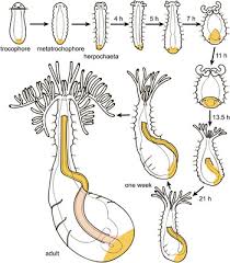 Image result for Entada bacillaris