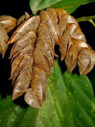 Image result for Flemingia