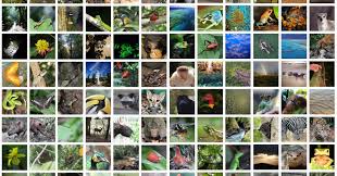 All of borneo, java, sumatra, and mainland malaysia and indochina were once part of the same landmass during the pleistocene glacial period. Biodiversity In Rainforests