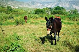 Ruta Por El Valle De Lecrin En Granada