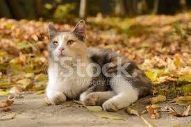 Uc Renkli Kedi Dan A Siginak Stok Fotograflari Freeimages Com