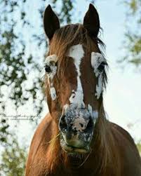 Les 12 races de chevaux les plus incroyables du monde lama faché. 620 Idees De Les Plus Sublimes Photos Equestres Equestre Cheval Photos