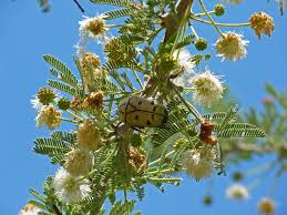 Image result for Acacia luederitzii