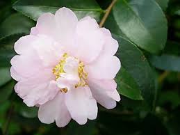 Camellia Sasanqua Plant Profile Tall Shrub Could Be Be Used In Very Front Could Be Used Instead Of Large Shrubs On The Ho Plants Evergreen Shrubs Pink Snow