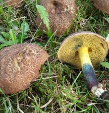 Image result for Xerocomellus diffractus