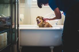 Bathtube grün, das ist die badewanne für ihren hund! Hundebaden Richtig Gemacht Hunde Kausnacks Magazin