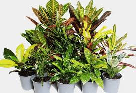 Image result for Croton