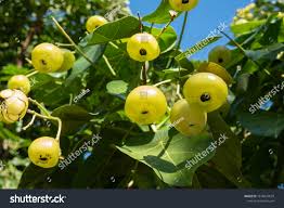 Image result for Hernandia nymphaeifolia
