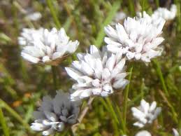 Image result for Blumea squarrosa