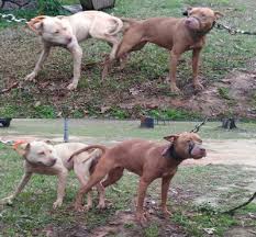 We have a database containing over 25300 pedigree entered those users, and growing!. Http Www Apbt Online Pedigrees Com M Danger Boy Kennels Facebook