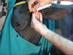 Image result for eyeball enucleation cattle