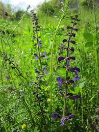 Salvia officinalis is an evergreen shrub growing to 0.6 m (2ft) by 0.6 m (2ft in) at a medium rate. Hd Wallpaper Salvia Pratensis Meadow Clary Meadow Sage Herb Spice Edible Wallpaper Flare