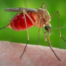 Es gibt einen zusammenhang von zika virus infektionen mit schweren missbildungen während der. Zika Virus Und Schwangerschaft 4 Dinge Die Sie Wissen Sollten Gynaekologikum Frankfurt