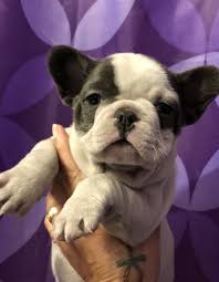 Check spelling or type a new query. Akc Bluebell French Bulldog Puppy In Atlanta Ga Frenchieforsale Frenchie4sale Frenchbulldogforsale Bulldog Puppies French Bulldog French Bulldog Puppies