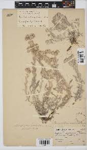 Image result for Vellereophyton dealbatum