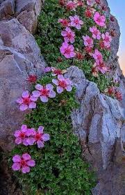 Rocks And Flowers Of Gilgit Baltistan Adenium Flowers Plants
