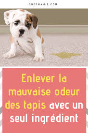 Les Tapis Ont Egalement Tendance A Developper Une Odeur Geniale Au Fil Du Temps Cela Peut Etre Du A La Sieste De Votre Ch En 2020 Mauvaise Odeur Odeur Odeurs De Chien