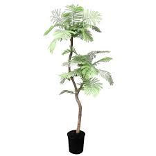 Image result for Delonix