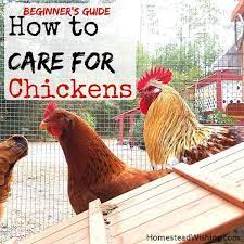 Your aim is to ensure that your birds have enough water and that the water is clean. How To Care For Chickens What Is It Really Like To Care For Chickens Chicken Care Chicken Beginner Chickens Backyard Urban Chicken Farming Raising Chickens