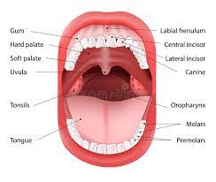 Pin By Valeria Perez On Cie Human Mouth Mouth Anatomy Teeth Diagram