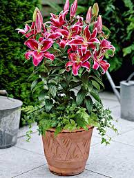 Gardening· gardening tips· kitchen gardening· videos. Lilium Star Gazer Is Is One Of The Most Popular Oriental Lilies Lily Plants Container Flowers Stargazer Lily