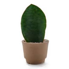 Though slow growing, the whale fin can reach a truly impressive size compared to other members of the genus. Sansevieria Masoniana Whale Fin Small Www Littlebiggarden Com