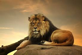 Lion vs gorilla size comparison. Gorilla Vs Lion Who Will Win Animals Comparison