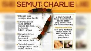 (*tapi, dalam islam kita tak boleh makan semut kecuali tak sengaja.) semut akan hilang. Ayatruqyah Ayat Ruqyah Yang Dapat Menghalau Semut Youtube